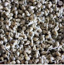 Sprouted Pearl Millet (Bajra)