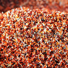 Sprouted Ragi Millet Dosa Mix