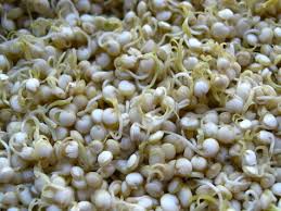Sprouted White Sorghum Millet